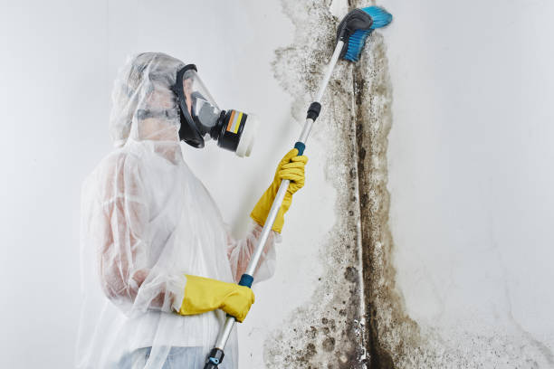 Best Mold Damage Repair  in Robbins, IL