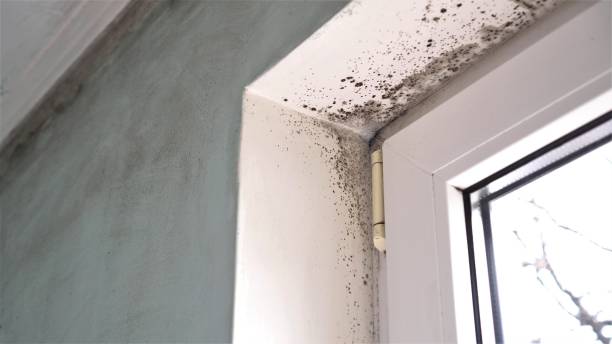 Best Mold Testing and Removal  in Robbins, IL