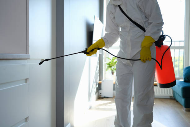 Best Toxic Mold Removal  in Robbins, IL