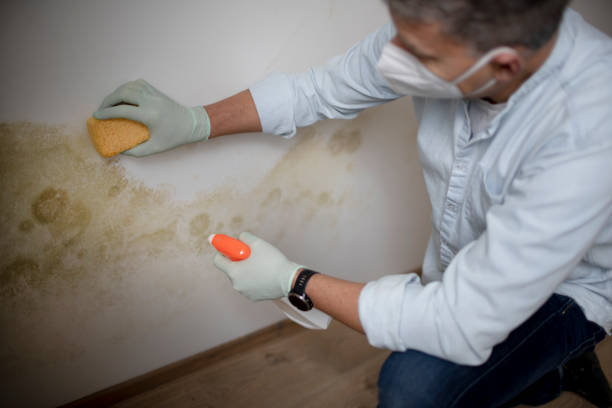 Best Mold Remediation Services  in Robbins, IL
