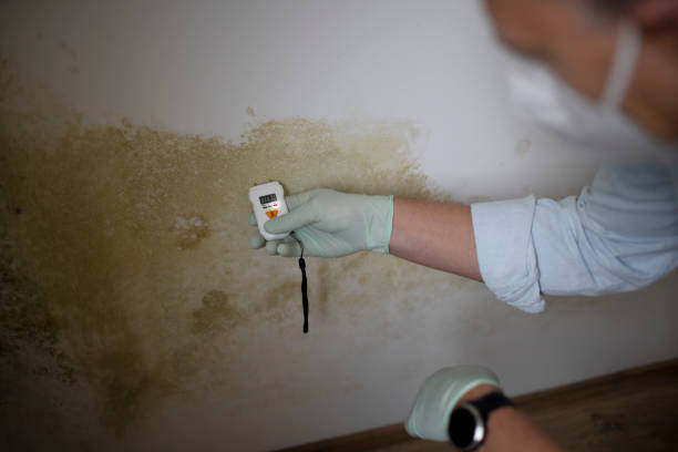 Best Mold Removal Near Me  in Robbins, IL