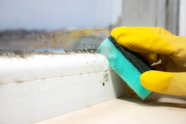 Best Home Mold Removal  in Robbins, IL