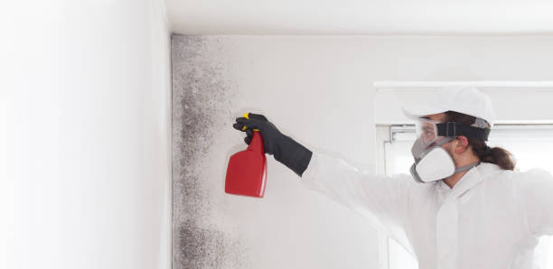Best Mold Removal Near Me  in Robbins, IL