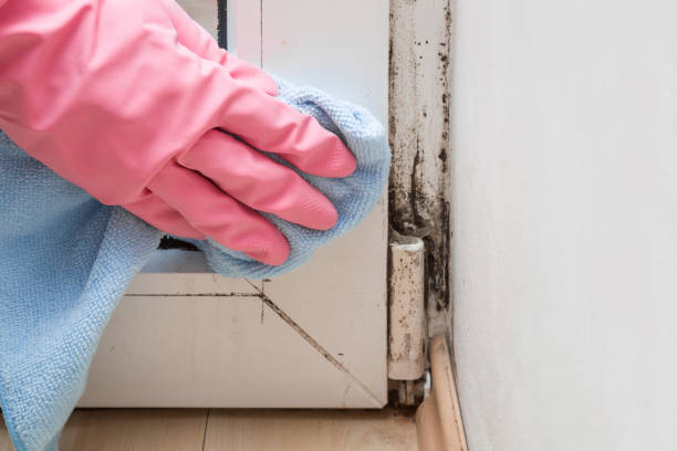 Home Mold Removal in Robbins, IL